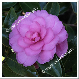 Camellia Sasanqua 'Chansonette'