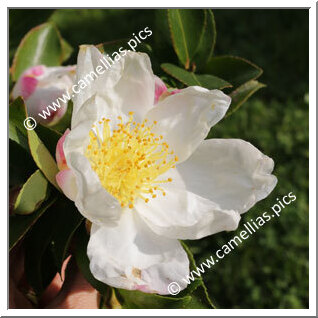 Camellia Sasanqua 'Chantal'