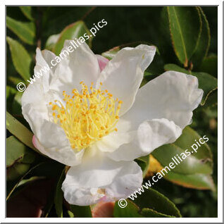 Camellia Sasanqua 'Chantal'