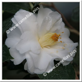 Camellia Japonica 'Chapelle de Lucs'