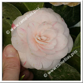 Camellia Japonica 'Chardonneret'