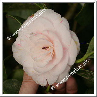 Camellia Japonica 'Chardonneret'