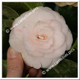 Camellia Japonica 'Chardonneret'