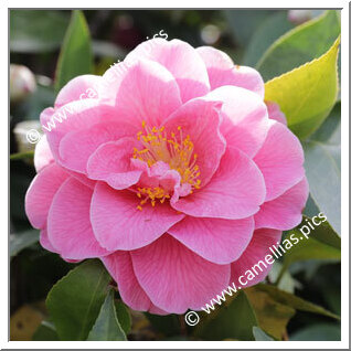 Camellia Hybride C.x williamsii 'Charlean'