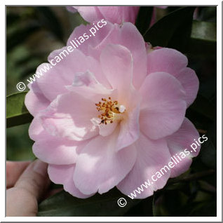 Camellia Hybride C.x williamsii 'Charles Colbert'