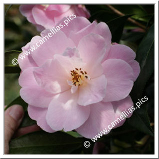 Camellia Hybrid C.x williamsii 'Charles Colbert'