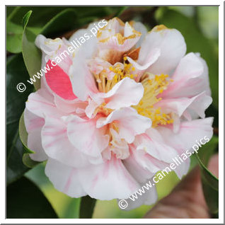 Camellia Japonica 'Charles Henty'