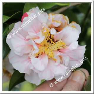 Camellia Japonica 'Charles Henty'