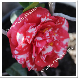 Camellia Japonica 'Miss Charleston Variegated'