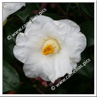 Camellia Japonica 'Charlotte de Rothschild'