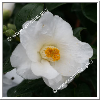 Camellia Japonica 'Charlotte de Rothschild'
