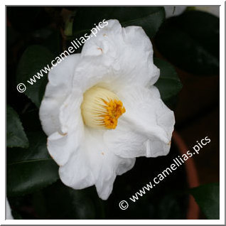 Camellia Japonica 'Charlotte de Rothschild'