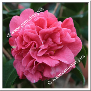 Camellia Japonica 'Charmine'