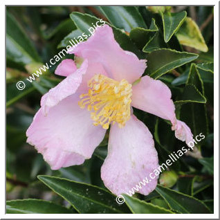 Camellia Sasanqua 'Chateau de Gaujacq'