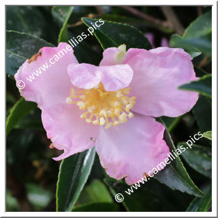 Camellia Sasanqua 'Chateau de Gaujacq'