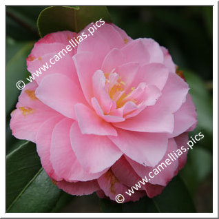 Camellia Hybrid C.x williamsii 'Chatsworth Belle'