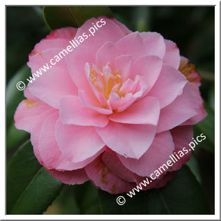 Camellia Hybrid C.x williamsii 'Chatsworth Belle'