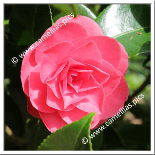 Camellia Japonica 'Cheerful'