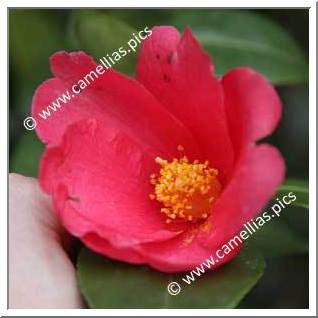 Camellia Species C. chekiangoleosa