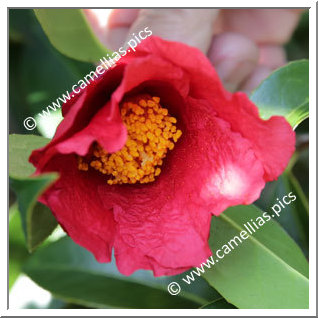 Camellia Species 'C. chekiangoleosa'