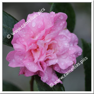 Camellia Sasanqua 'Cherilyn'
