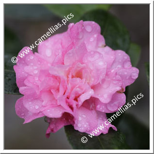 Camellia Sasanqua 'Cherilyn'