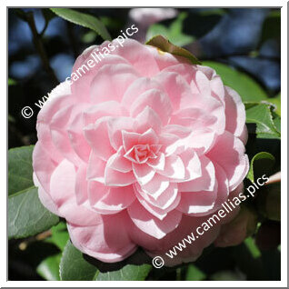 Camellia Japonica 'Cheryll Lynn'