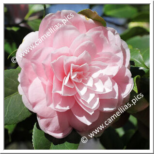 Camellia Japonica 'Cheryll Lynn'