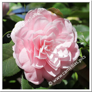 Camellia Japonica 'Cheryll Lynn'