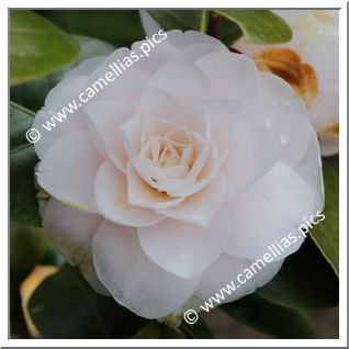 Camellia Japonica 'Chie Tarumoto'