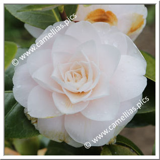 Camellia Japonica 'Chie Tarumoto'