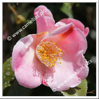 Camellia Hybride 'Chikushi-akebono'