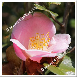 Camellia Hybride 'Chikushi-akebono'