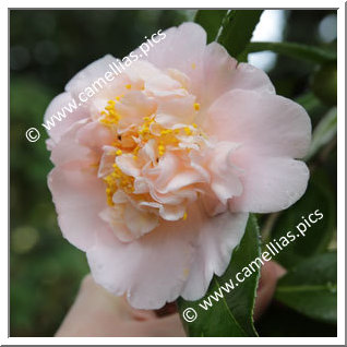 Camellia Japonica 'Chikushi-no-homare'