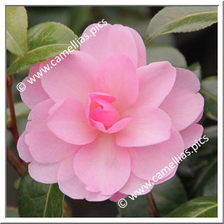 Camellia Hybrid 'Child of Grace'