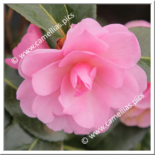 Camellia Hybride 'Child of Grace'