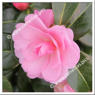 Camellia Hybrid 'Child of Grace'