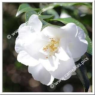 Camellia Hybride C.x williamsii 'China Clay'