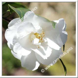 Camellia Hybrid C.x williamsii 'China Clay'