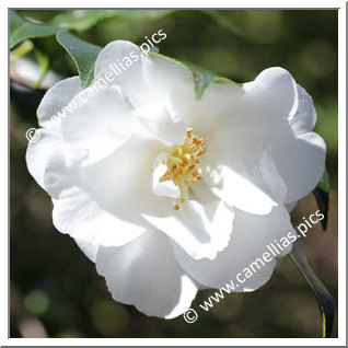 Camellia Hybrid C.x williamsii 'China Clay'