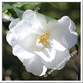 Camellia Hybride C.x williamsii 'China Clay'