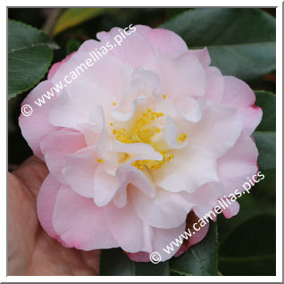 Camellia Japonica 'China Doll'