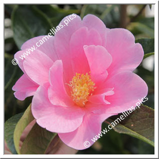 Camellia Hybride 'China Lady'