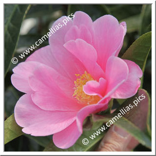 Camellia Hybride 'China Lady'