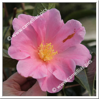 Camellia Hybride 'China Lady'