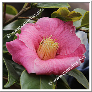 Camellia Botanique 'C. sinensis 'Chinensis Variegata''