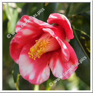 Camellia Japonica 'Chinshû-nishiki'