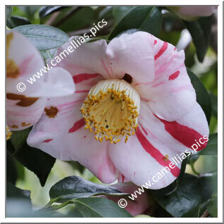 Camellia Higo Camellias 'Chôshô'