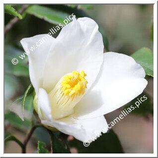 Camellia Japonica 'Chôchidori'