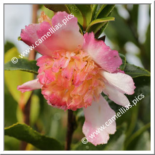 Camellia Sasanqua 'Chôjiguruma'